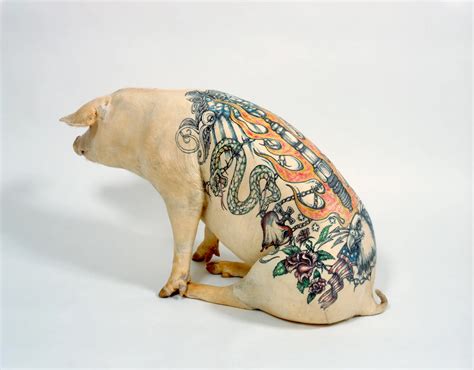 Cochons tatoués — Wikipédia.